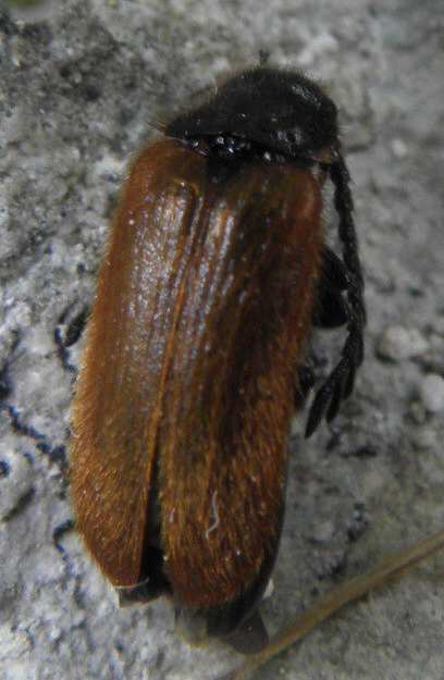 coleottero marrone dalla Sicilia - Drilus flavescens
